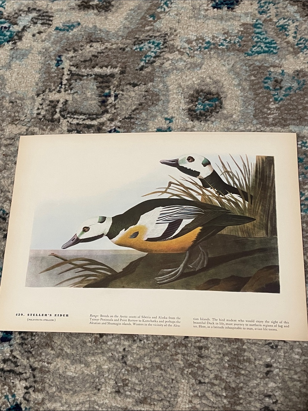 🖤5/$25 Vintage Bird Art Print in White, Black, Yellow, ducks